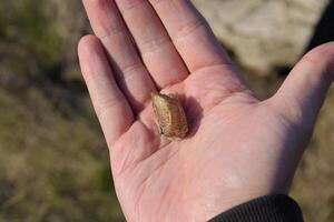 Stapel von Gottesanbeterin im das Mensch Hand. Inspektion Oothek. das Eier Ö foto