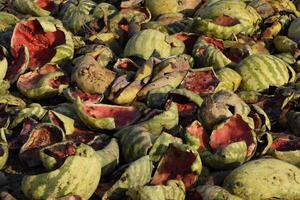 haufen von verfaulen Wassermelonen. schälen von Melone. ein verlassen Feld von Wassermelonen und Melonen. verfault Wassermelonen. Überreste von das Ernte von Melonen. verfaulen Gemüse auf das Feld. foto