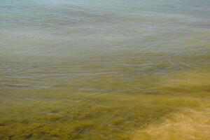 Küsten Meer Wellen. Meerwasser mit Seetang. Küsten Algen. Meer Strand. foto