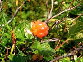 Beeren Moltebeeren im das Clearing. Tundra Beeren. foto