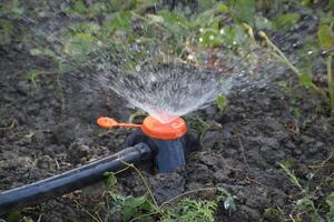 Bewässerung das Betten von Tomate Sämlinge mit ein Düse Sprinkler. foto