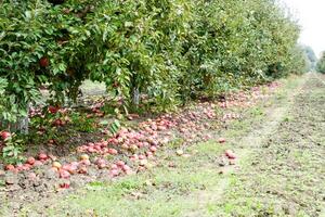 Apfel Obstgarten. Reihen von Bäume und das Obst von das Boden unter das Bäume foto