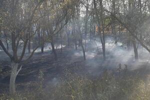 Feuer im das Wald. Feuer und Rauch im das Wald Wurf. das Gras ist Verbrennung im das Wald. Wald Feuer foto