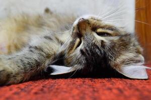 ein gestreift Katze Lügen auf das Teppich. inländisch Katze. foto