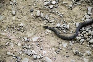 Viper ist normal. Schlange auf das Straße. das Schlange kriecht entlang das Boden mit Felsen. foto