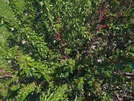 Geäst von Maulbeere mit reif Beeren. reif Maulbeere auf ein Baum. Reifung von Maulbeere Beeren. foto