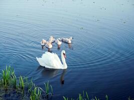 Schwäne schwimmen im das Teich. Familie von Schwäne. foto