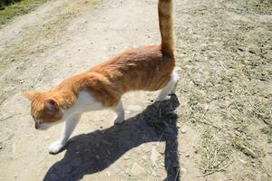 rot Katze auf ein Schmutz Straße. foto