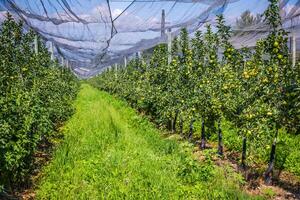 Äpfel auf ein Baum, Apfel Plantage foto