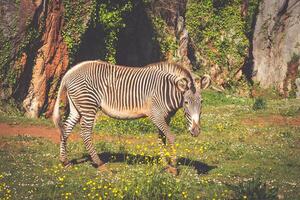 Grevys Zebra, Samburu National Park, Kenia foto