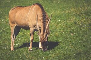 Ziege auf der Wiese. Ziegenherde foto