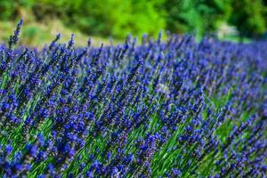 Garten Blumen Lavendel bunt Hintergrund foto