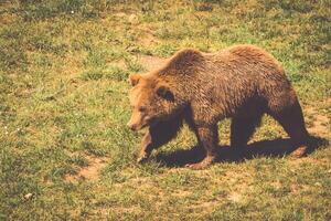 Norden amerikanisch Grizzly Bär beim Sonnenaufgang im Western USA foto