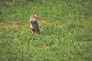 Amur Tiger auf ein geass im Sommer- Tag foto