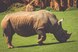 Nashorn, See nakuru National Park, Kenia, Ceratotherium foto