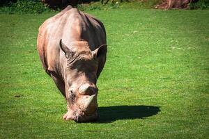 Nashorn, See nakuru National Park, Kenia, Ceratotherium foto