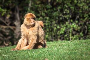 Nahansicht von barbary Makaken Affe im Gibraltar foto