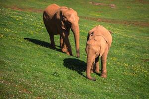 Elefanten Familie auf afrikanisch Savanne. Safari im Amboseli, Kenia, Afrika foto