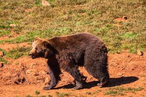 Norden amerikanisch Grizzly Bär beim Sonnenaufgang im Western USA foto