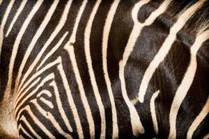 natürlich Textur von das Haut von ein afrikanisch Zebra. foto