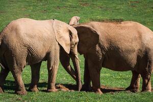 Elefanten Familie auf afrikanisch Savanne. Safari im Amboseli, Kenia, Afrika foto