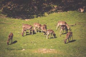 ein Sommer Aussicht von ein Herde von Brache Hirsche Dama Dama auf das Grün Wiese. diese Säugetiere gehören zu das Familie Cervidae foto