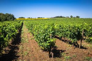 das Weinberge entlang das berühmt Wein Route im Elsass, Frankreich foto