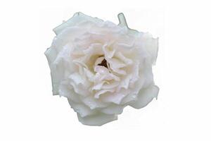 schließen oben von ein Weiß Rose im blühen, gegen ein Weiß Hintergrund foto