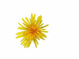 Nahansicht von ein Gelb Löwenzahn Blume oder Taraxacum Platycarpum im blühen auf ein Weiß Hintergrund foto