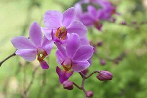 lila Doritis Orchidee Blume mit verschwommen Hintergrund foto