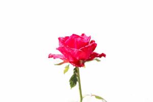 schließen oben von ein rot Rose im blühen gegen ein Weiß Hintergrund foto