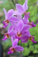 lila Doritis Orchidee Blume mit verschwommen Hintergrund foto