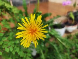 schließen oben von ein Gelb Löwenzahn Blume oder Taraxacum Platycarpum im blühen foto