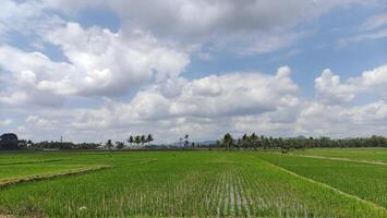 Atmosphäre von Reis Felder nach Pflanzen Reis im das Landschaft foto
