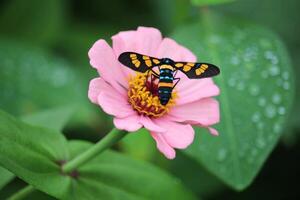 Wespe Motte oder Euchromie Polymena saugen das Saft von Rosa Blume mit verschwommen Hintergrund foto