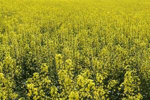 Raps Feld. Hintergrund von vergewaltigen blüht. blühen vergewaltigen auf das Feld. foto