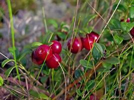 rot Beeren von rot Heidelbeere auf Gebüsch. Beeren im das Tundra. foto