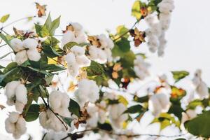 schließen oben reif Baumwolle auf Baum foto