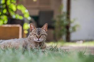 Haustier Katze entspannend im ein Wochenende heim. foto