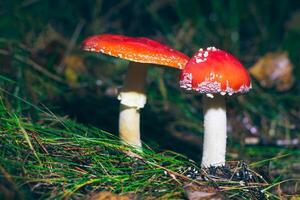 zwei Amanita Muscaria, bekannt wie das fliegen Agaric oder fliegen Amanita. Heilung und medizinisch Pilz mit rot Deckel wachsend im Wald. können Sein benutzt zum Mikro Dosierung, spirituell Praktiken Methoden Ausübungen und Schamane Rituale foto