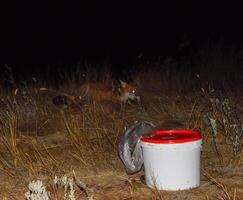 das Fuchs beim Nacht ist suchen zum Lebensmittel. das Fuchs ist Nächster zu ein Weiß foto