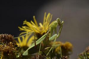 das weiblich Gottesanbeterin Religionen. räuberisch Insekten Gottesanbeterin foto