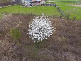 Blühen Kirsche Pflaume. ein Pflaume Baum unter trocken Gras. Weiß Blumen von Pflaume Bäume auf das Geäst von ein Baum. Frühling Garten. foto