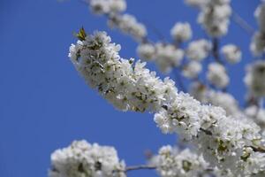 Blühen Kirsche Pflaume. Weiß Blumen von Pflaume Bäume auf das Geäst von ein Baum. Frühling Garten. foto