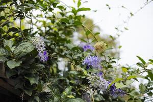 petrea volubilis im draussen Natur foto