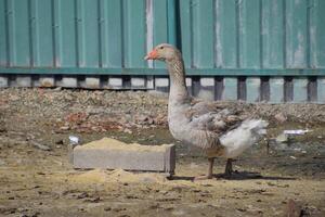 das grau Gans ist inländisch. ein inländisch Gans ist Lebensmittel. foto