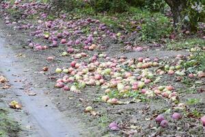 Apfel Obstgarten. Reihen von Bäume und das Obst von das Boden unter t foto