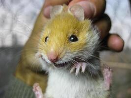 Hamster im Hand. Hamster halt das Kratzer. Hamster gehaltenen mit Finger foto