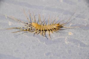 das Fliegenschnäpper. scutigera Coleoptrata. Tausendfüßler Fliegenschnäpper, Insekt Raubtier foto