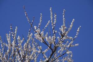 Frühling blühen Bäume. Bestäubung von Blumen von Aprikose. Blühen wild Aprikose im das Garten foto